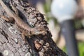 Lizard on tree detail Royalty Free Stock Photo