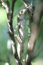 Lizard on tree Royalty Free Stock Photo