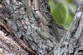 A lizard on a tree