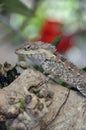 Lizard in a tree, with intelligent look Royalty Free Stock Photo