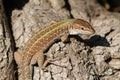 Lizard on a tree