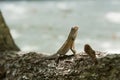 Lizard on the tree