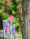 Lizard On Tree Trunk With Colorful Flowers Garden Background Royalty Free Stock Photo