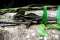 Lizard on a tree trunk with green leaves
