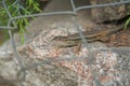 Lizard trought the fence Royalty Free Stock Photo