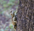 Lizard on the trunk of a tree Royalty Free Stock Photo