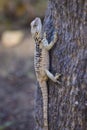 Lizard on the trunk of a tree Royalty Free Stock Photo