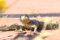 Lizard in Turkey close-up