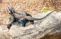 Lizard on turtle