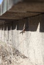 Lizard under footbridge