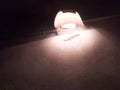 Lizard under lamp shade Royalty Free Stock Photo