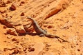 Lizard in Vally of Fire Provincial Park, Nevada, USA Royalty Free Stock Photo