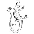 Lizard. Vector illustration of a sketch small reptile. Gecko logo isolated on white background