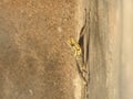 Lizard on a vertical wall. Royalty Free Stock Photo