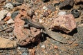 Lizard on volcanic stone