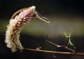Lizard vs Praying Mantis Royalty Free Stock Photo