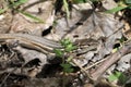 Lizard walking above dry leaves on forest floor Royalty Free Stock Photo