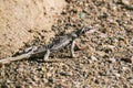 A lizard is walking on a rocky surface Royalty Free Stock Photo