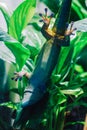 Lizard walking upside down on a glass