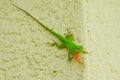 Lizard on the wall Royalty Free Stock Photo