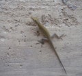 Lizard on wall Royalty Free Stock Photo