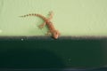 Lizard on the wall, tourist accomodation, Kefalonia, Greece