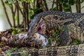 Lizard (Water monitor) is large lizard eating fish