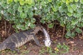 Lizard (Water monitor) is large lizard eating fish Royalty Free Stock Photo