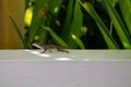 Lizard on a white wall in a tropical garden. Close up Royalty Free Stock Photo