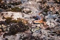 Lizard, wild animal, reptile on rock. Outdoor Royalty Free Stock Photo