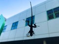 lizard on a window silhouette