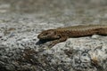 Lizard wisely gazes directly at observer and sits at stone rim.