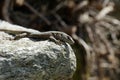 Lizard wisely gazes directly at observer and sits at stone rim.