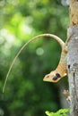 Lizard on wood