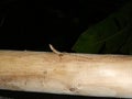 Lizard on wood trunk in forest and jungle at night