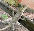 lizard on the wood under the table Royalty Free Stock Photo