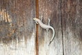 Lizard on a wooden wall closeup, Mistras, Greece