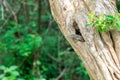 Lizard in Yala, Sri Lanka