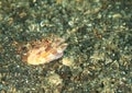 Lizardfish eating caught shrimp