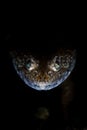 Lizardfish Face in Dark