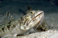 Lizardfish hunting