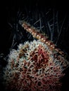 Lizardfish perches on bleached coral on the artificial Buckeye Reef, Steinhatchee, Florida