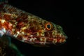 Underwater life on the reefs around Puerto Galera, Philippines