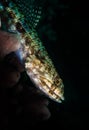 Underwater macro life in the Lembeh Straits of Indonesia