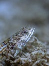 Lizardfish underwater shooting in ocean of Philippines