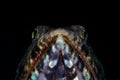 Predatory Lizardfish and Black Background in Indonesia