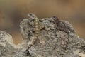 Lizards on big rocks in the middle of the desert Royalty Free Stock Photo