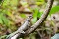 Lizards on the branches in the forest