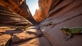 Three Lizards Basking in the Arizona Canyon Sunlight Royalty Free Stock Photo