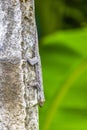 Lizards geckos iguanas reptiles nature on stone rock branch Thailand Royalty Free Stock Photo